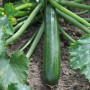 Semences de Courgettes Black Beauty Superba - Légumes Savoureux pour Jardin Productif