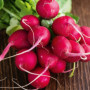 Radis rond Saxa, Graines certifiées biologiques prêt à Pousser Minigarden, 100% Naturelles sans Propagateurs Chimiques ni Génie 
