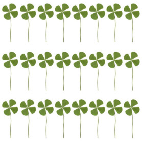 Fleurs Séchées De Trèfle À Quatre Feuilles, Spécimen De Plante De Trèfle À Quatre Feuilles, Porte-Bonheur De Trèfle À Quatre Feu