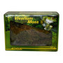 Lucky Reptile Vivarium Moss - 150 g de Mousse pour Terrarium - Mousse fraîche de Culture contrôlée - Augmente l'humidité de l'ai