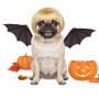 Cobee Perruque amusante pour chien et chat - Réglable - Costume amusant pour animal de compagnie - Pour chiens de petite, moyenn