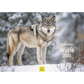 Calendrier Mural 2026 - Loups dans la Neige - Format A3