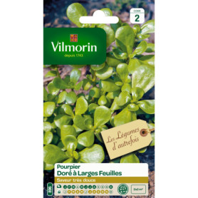 Pourpier doré Vilmorin - Feuilles larges et croquantes
