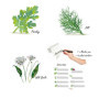 Graines Multicolores d'Herbes Essentielles Germisem