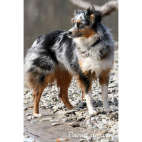 Carnet de Notes Personnalisé A5 - Chiens Berger Australien - 100 Pages Lignées