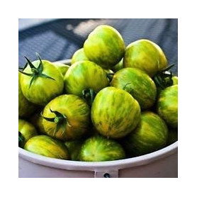 100 Graines Bio de Tomate Green Zebra - Semences Nouvelles 2017