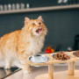 Gamelle Surélevée LEKEFETO pour Chat avec 3 Bols en Acier Inoxydable