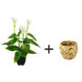 Plante Artificielle Calla dans Panier Tressé - Fleurs Blanches Réalistes