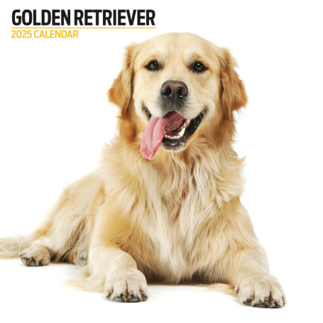 Calendrier mural Golden Retriever 2025 - Photographies adorables