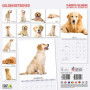 Calendrier mural Golden Retriever 2025 - Photographies adorables
