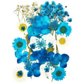 Fleurs Pressées Séchées CENPEK pour Artisanat et Décoration - Bleu