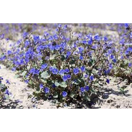 Graines de Cloche Phacelia Campanularia - 500 Graines GEOPONICS