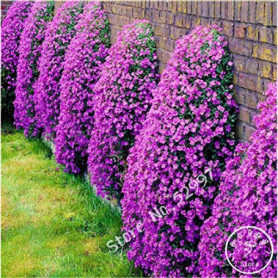 200 Graines d'Aubrieta Cascade Purple - Fleur Couvre-Sol Vivace pour Jardin
