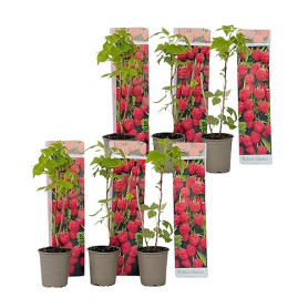 Plant in a Box - Rubus ideaus 'Autumn Bliss'' - Set de 6 - Framboisiers arbre fruitier à planter exterieur robuste - Pot 9cm - H