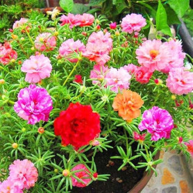 Mousse Rose couleur mélangée graines de fleurs 100 + ornementales Portulaca Grandiflora fleurs graines bonsaï graines pour bonsa
