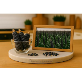 40 Graines Maïs Mais NOIR - Spécial POP CORN - Zea Mays Indurata - BIO - Legume Jardin - 423