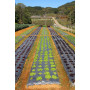 Areso Film de Paillage pour Potager, Film Noir 1x50 m, Rouleau sans Trous | Bâche jardin anti mauvaise herbes, paillage agricole