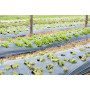 Areso Film de Paillage pour Potager, Film Noir 1x50 m, Rouleau sans Trous | Bâche jardin anti mauvaise herbes, paillage agricole