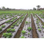 Areso Film de Paillage pour Potager, Film Noir 1x50 m, Rouleau sans Trous | Bâche jardin anti mauvaise herbes, paillage agricole