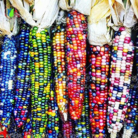 20 graines de maïs arc-en-doux, les céréales à grains de maïs de semence de légumes colorés, 95% + germination, légumes de haute