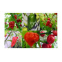 Magic Garden Seeds Coffret de graines Piments les plus forts du monde | 5 variétés très fortes : Red Savina, Trinidad Moruga Sco