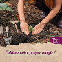 Magic Garden Seeds Coffret de graines Piments les plus forts du monde | 5 variétés très fortes : Red Savina, Trinidad Moruga Sco