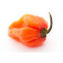 Graines de Piment Habanero – graines de piment très fort (Capsicum chinense) pour jardin, balcon, pot et serre – différentes var
