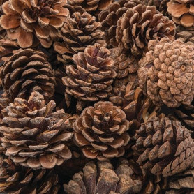 Baker Ross Pommes de pin naturelles AF923, idéales pour les projets d'art et d'artisanat, le collage ou pour la décoration (lot