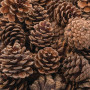 Baker Ross Pommes de pin naturelles AF923, idéales pour les projets d'art et d'artisanat, le collage ou pour la décoration (lot