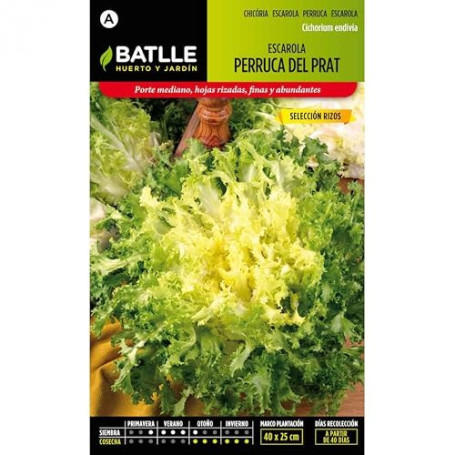 Semillas Batlle – Scarole Perruque du Prat - Boucles